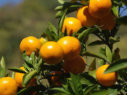 Абхазские мандарины ОПТОМ