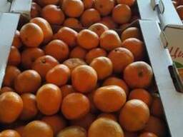 цитрусы Абхазии