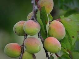 Абрикос "Краснощекий" в горшке плодовые саженцы