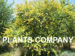 Акация желтая или карагана цветущее дерево из питомника