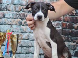 Американский питбультерьер