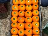 Апельсин сладкие - photo 1