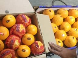 Апельсин прямые поставки из Египта