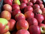 Apples - фото 2