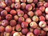 Apples - фото 3