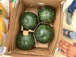 Арбуз сорта Арнольд.2019