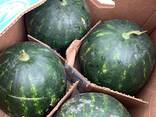 Арбуз сорта Арнольд.2019 - фото 3