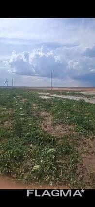 Арбузы с поля оптом