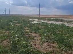 Арбузы с поля оптом