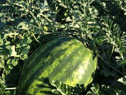 Арбузы Казахстан