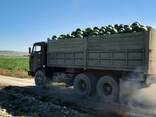 Қарбыздардың көтерме саудасы Қазақстан - photo 3