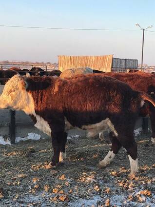 Ең сапалы порно жұлдыздарды қараңыз Орыс егіз порно