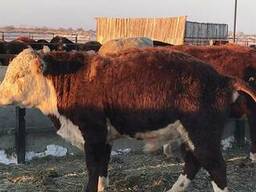 Бұқалар, мал, КРС, быки, мясо