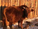 Бұқалар, мал, КРС, быки, мясо - фото 1