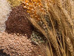 Supply of grain crops to the UAE