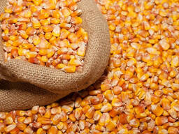 Barley, corn, wheat, Sunflower, rapeseed, soy, coconut, palm OIL FOB, CIF