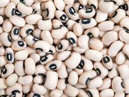 Белая фасоль Черный глаз