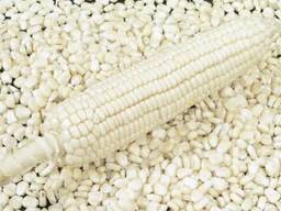 Белая кукуруза