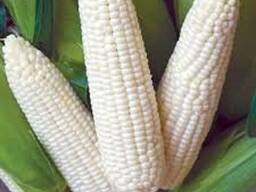 Белая кукуруза без ГМО