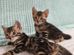 Бенгалькие котята