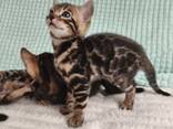 Бенгалькие котята - фото 3