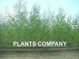 Береза обыкновенная повислая на штамбе саженцы из питомника