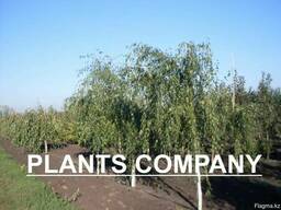 Береза повислая на штамбе из питомника