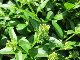 Бирючина в горшке плодовые саженцы