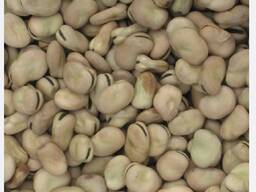 Бобы (Фава) конские