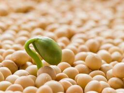 Бобы Сои урожай 2024 г.