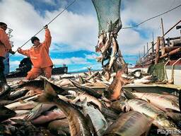 Большой ассортимент рыбы и морепродуктов с Дальнего востока