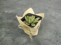 Бонбоньерка Botanica