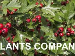 Боярышник саженцы плодовый кустарник из питомника