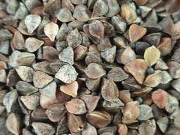 Buckwheat unhulled