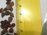 Buckwheat unhulled - photo 3