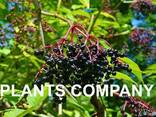 Бузина черная саженцы плодовый кустарник из питомника - фото 1
