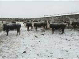 Бычки Герефорд