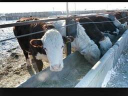 КРС, Бычки, мясо, мал, говядина