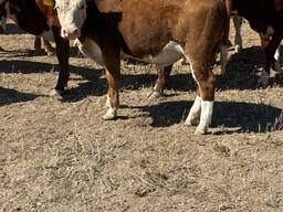 Быки на мяса