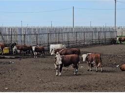 Быки на мясо