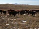 Быки. Телки. - фото 1