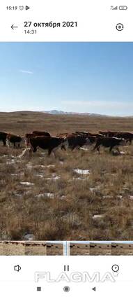 Быки. Телки.