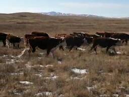 Быки. Телки.