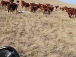 Быки. Телки. - фото 2