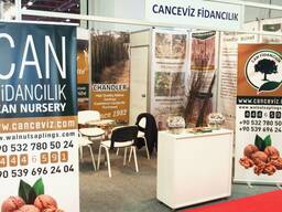 Chandler - Fernor Walnut Saplings (Tree)