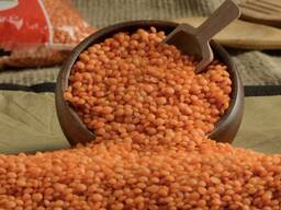 Чечевица красная