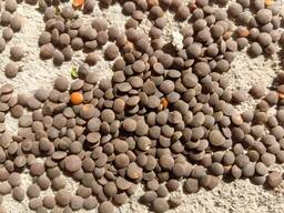 Чечевица красная