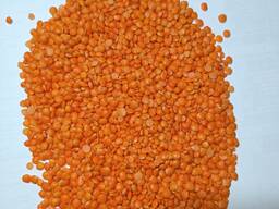 Чечевица Красная