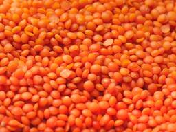 Чечевица красная «SORTEX» мешок 25/50кг