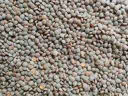 Закупаем на постоянной основе Чечевицу, Лен, Горчицу всех видов